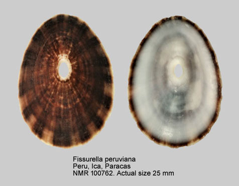 Fissurella peruviana.jpg - Fissurella peruviana Lamarck,1822